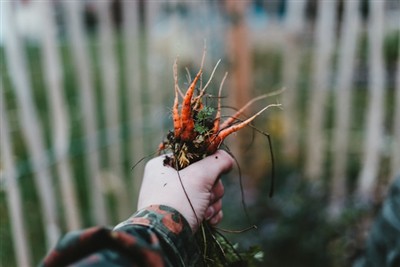 Rikkakasvien taidon hallinta: opas kitkemistyökalun käyttöön puutarhassasi